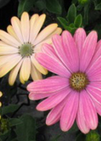 Osteospermum Serenity 'Sunset Magic'